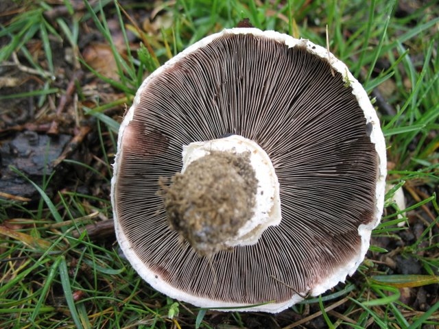 Agaricus  sp04